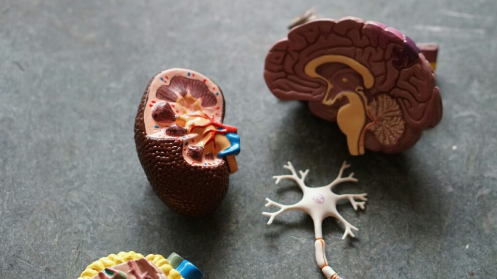 endocrinologia